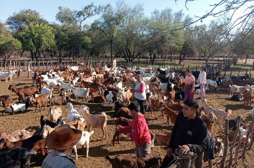 Progano: Asistencia Permanente A Productores Caprinos Y Ovinos En Todo El Chaco