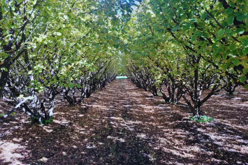 Poda mecánica en frutales: resultados positivos en nogales y avellanos del Valle Inferior