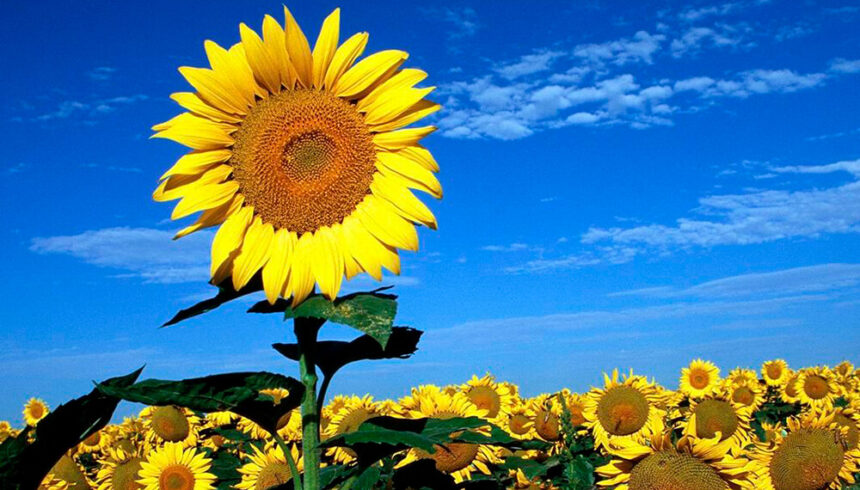 Récord histórico en la molienda y exportación de girasol: el complejo agroindustrial marca el pulso del 2025