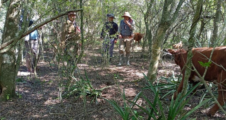 PLAZA: Recuperan Cinco Animales Bovinos Sustraídos En Zona Rural