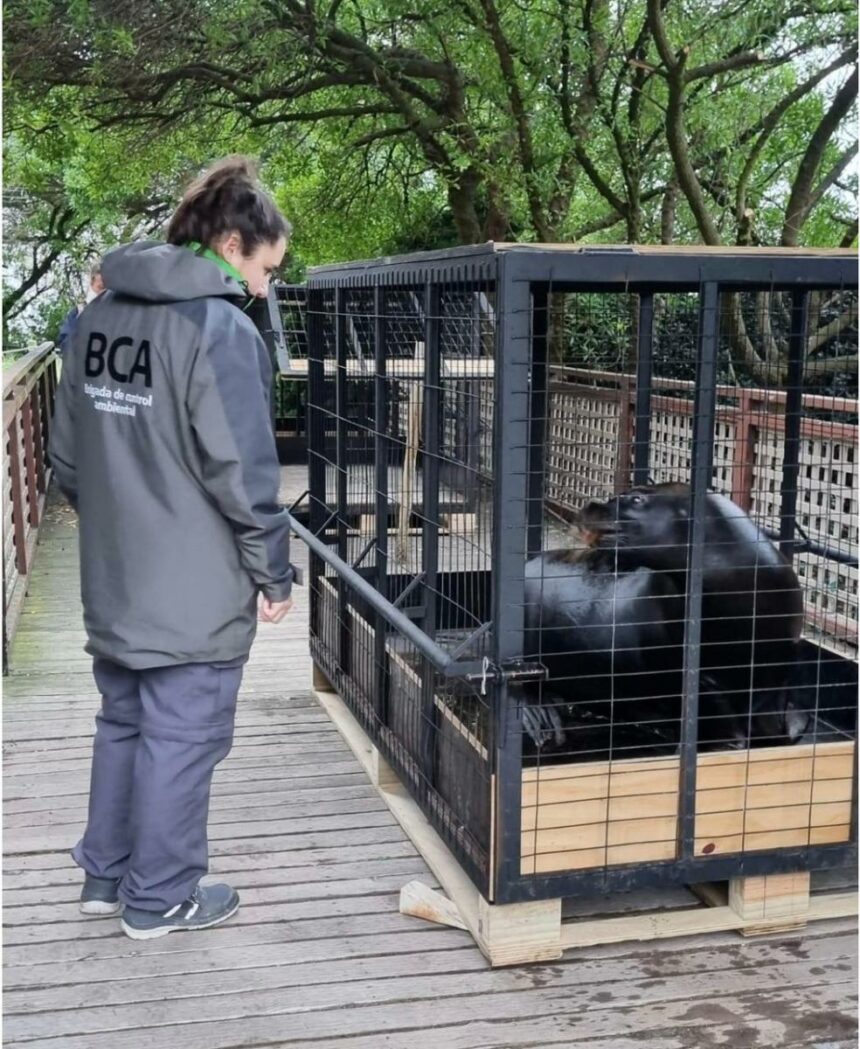 Tras el escándalo en el Aquarium, confirmaron el destino que tendrán los animales