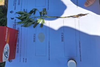 RESISTENCIA:  Vieron El Patrullero Y Decidieron Esconder Un Plantero Con Marihuana En Un Baldío