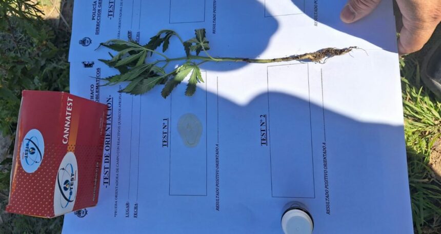 RESISTENCIA:  Vieron El Patrullero Y Decidieron Esconder Un Plantero Con Marihuana En Un Baldío