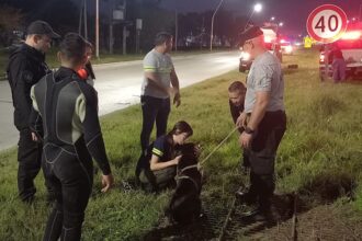 RESISTENCIA: Bomberos Salvan A “Morocho” Atrapado En Una Alcantarilla