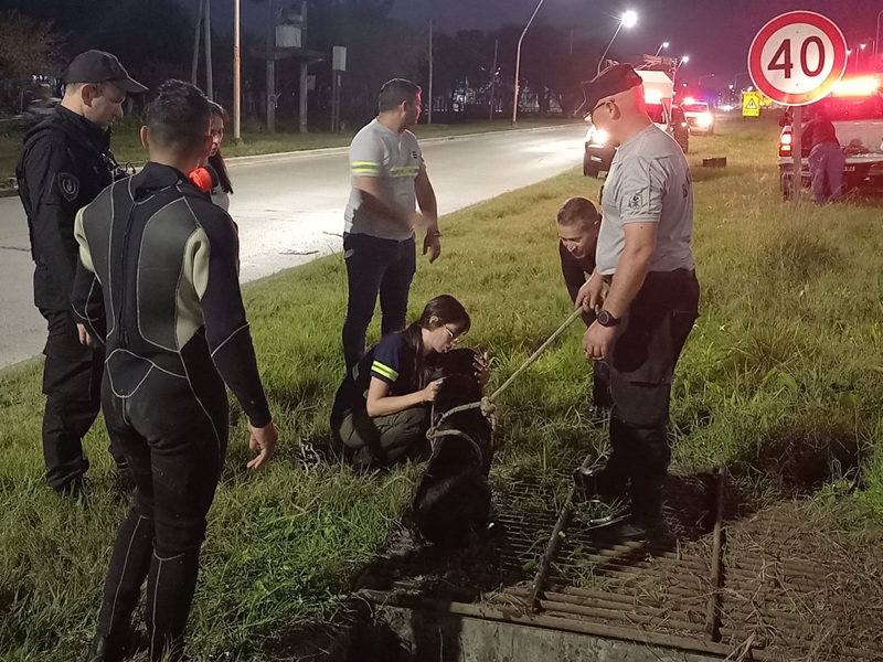 RESISTENCIA: Bomberos Salvan A “Morocho” Atrapado En Una Alcantarilla