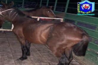 VILLA ÁNGELA: Operativos Rurales: Secuestran Armas, Equipos De Caza Y Animales Sueltos