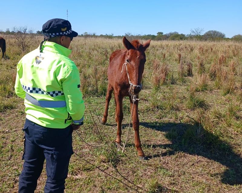 CHACO:  Policía Caminera Continúa Tomando Acciones Sobre Esta Problemática Del Tránsito