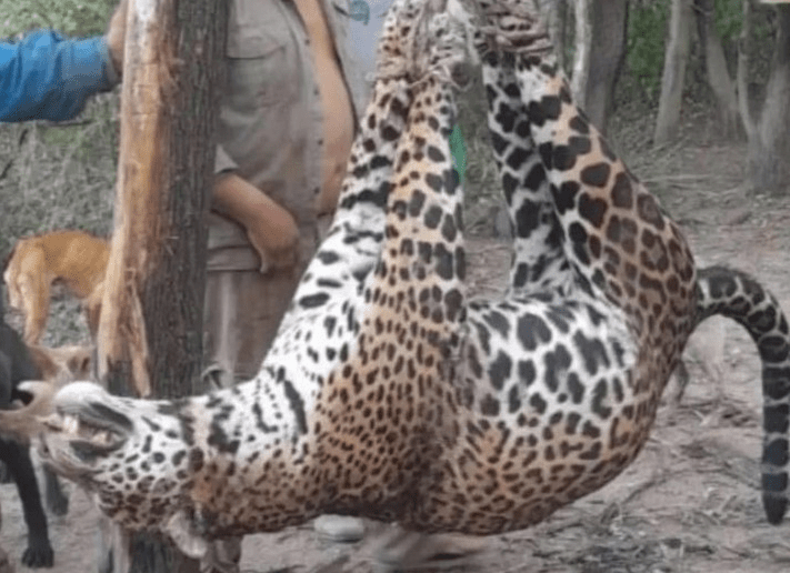Por primera vez se condenan a prisión a cazadores de yaguaretés: cómo fue el caso