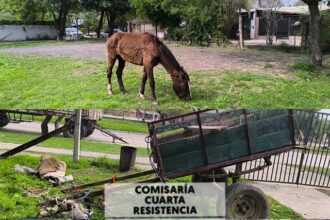 CHACO: Maltrato Animal: Rescatan A Dos Caballos