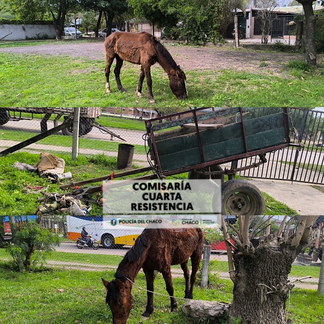 CHACO: Maltrato Animal: Rescatan A Dos Caballos
