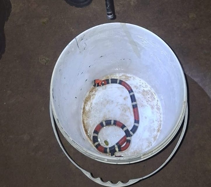 LA LEONESA: Vecina Encontró Una Serpiente Coral En Su Vivienda