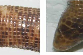 Revelan aspectos de la vida de una especie de reptiles que habitan bajo tierra