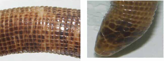 Revelan aspectos de la vida de una especie de reptiles que habitan bajo tierra