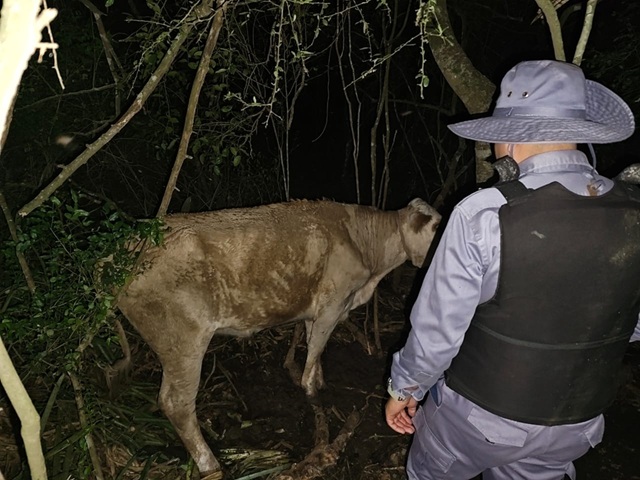 CHACO:   Esclarecen Tentativa De Abigeato Y Detienen Camión Con Madera Ilegal