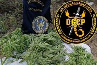 SAENZ PEÑA: Secuestraron Cuatro Plantas De Marihuana