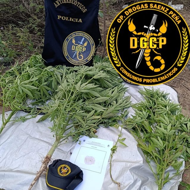 SAENZ PEÑA: Secuestraron Cuatro Plantas De Marihuana