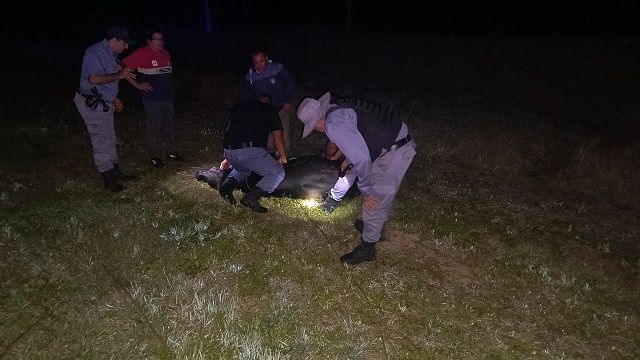 LAS GARCITAS: Detuvo Su Camión Jaula Y Se Le Escaparon Dos Vacas: Fue Ayudado Por La Policia