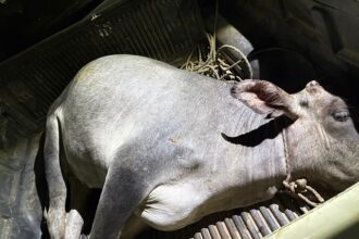 CHACO: Intentaron Llevarse Una Vaquilla En La Camioneta, Terminaron Presos