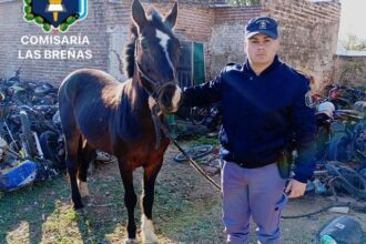 LAS BREÑAS: Trasladan A Un Potrillo Suelto En La Via Publica