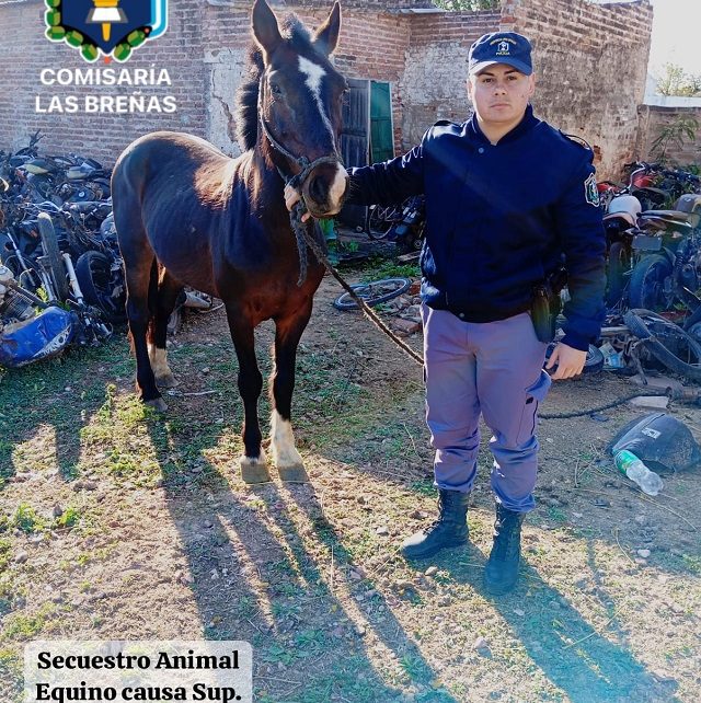 LAS BREÑAS: Trasladan A Un Potrillo Suelto En La Via Publica