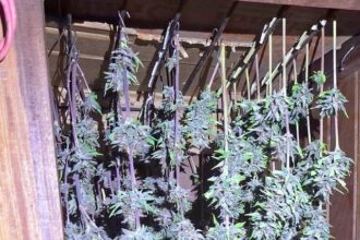 CHACO: Tenía Plantas Y Cogollos De Marihuana En Su Casa Listos Para La Venta