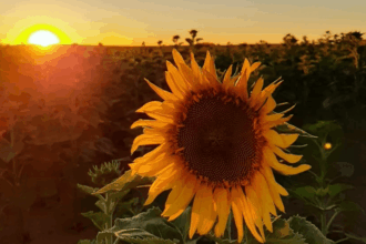 Santa Fe inicia la campaña 2025/26 con maíz, girasol y trigo en óptimas condiciones