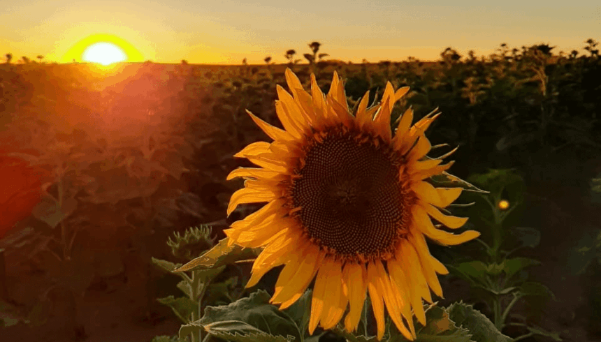 Santa Fe inicia la campaña 2025/26 con maíz, girasol y trigo en óptimas condiciones