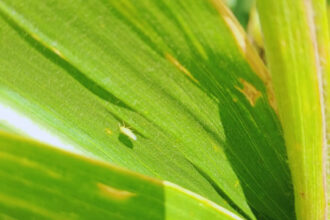 Chicharrita del maíz bajo control: el INTA confirma baja presencia del vector del achaparramiento