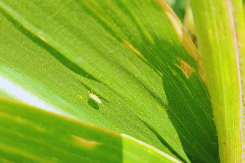 Chicharrita del maíz bajo control: el INTA confirma baja presencia del vector del achaparramiento