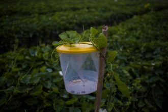 Cómo sumar 5 quintales/ha en maíz, 2 quintales/ha en soja y  4 qq/ha en trigo