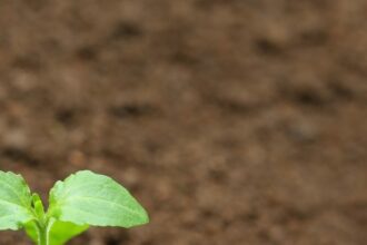El 50% de los alimentos que consumimos hoy en día se cultivaron gracias a la tecnología de los fertilizantes