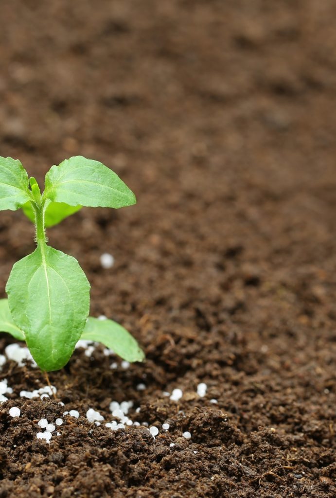 El 50% de los alimentos que consumimos hoy en día se cultivaron gracias a la tecnología de los fertilizantes