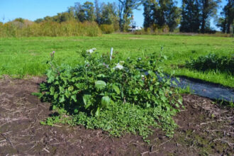 El INTA evalúa la solarización como alternativa sustentable para controlar malezas y promover plantas nativas