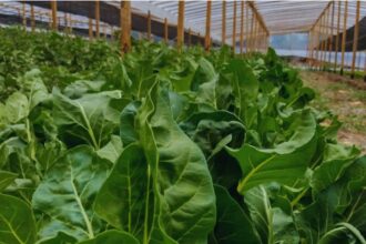 El INTA impulsa el uso de bioles para mejorar la fertilización y promover una agricultura más sostenible