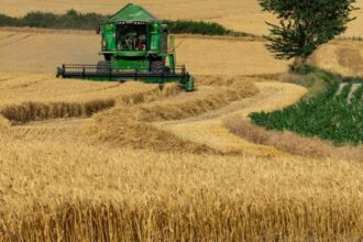 Campaña agrícola 2025/26: trigo con rendimientos récord, maíz en busca de agua y girasol en expansión