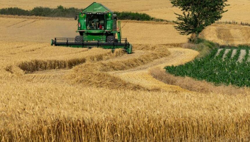 Campaña agrícola 2025/26: trigo con rendimientos récord, maíz en busca de agua y girasol en expansión