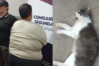CHACO: Mató Al Gato De Su Vecina Con Un Rifle De Aire Comprimido