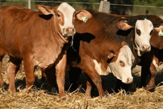 Nacional Primavera Braford: Chaco Será Sede Nuevamente