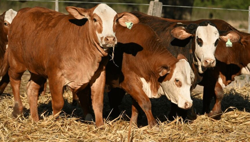 Nacional Primavera Braford: Chaco Será Sede Nuevamente