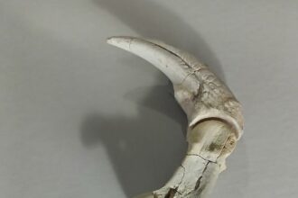 Nuevo stream del CONICET: todos los detalles de la campaña que buscará fósiles de dinosaurios en Río Negro