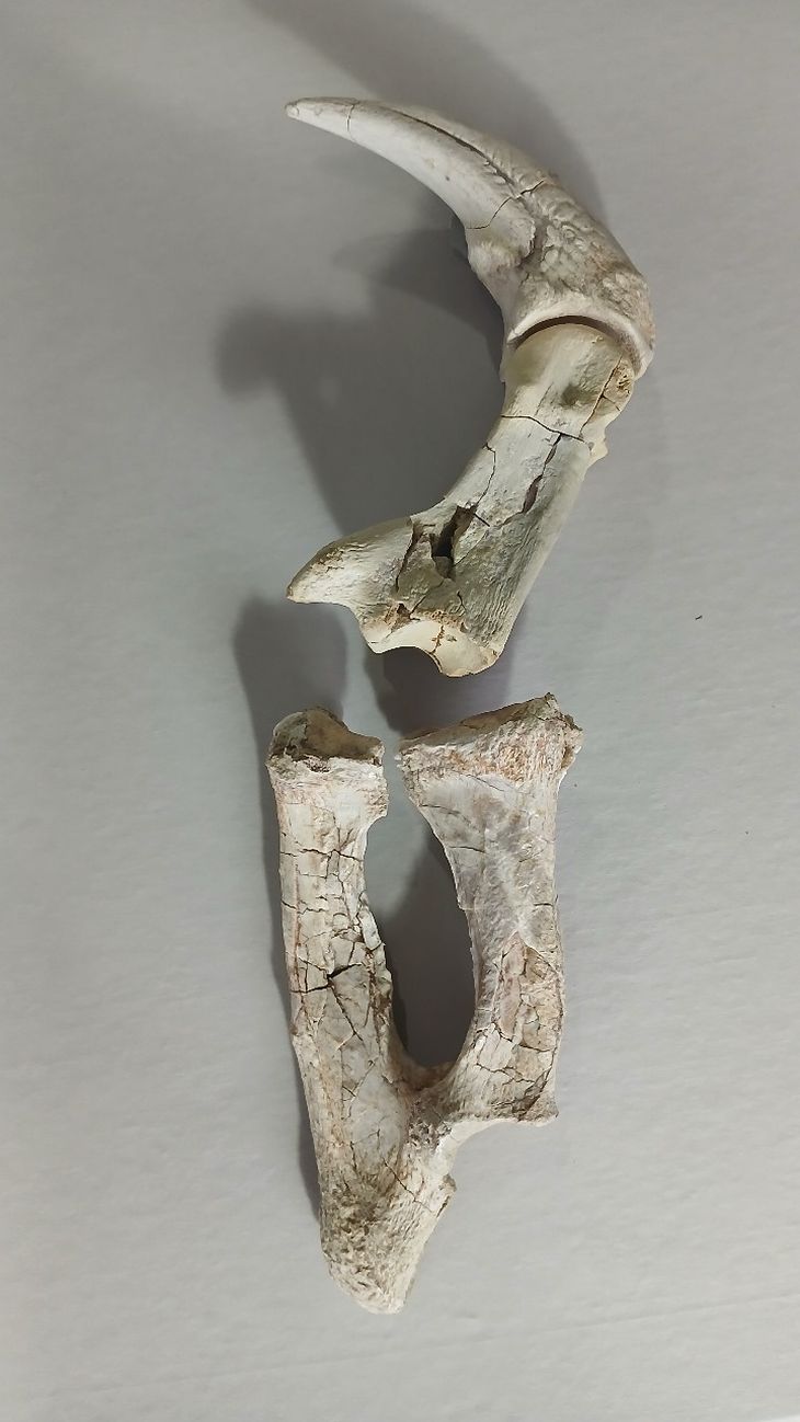 Nuevo stream del CONICET: todos los detalles de la campaña que buscará fósiles de dinosaurios en Río Negro