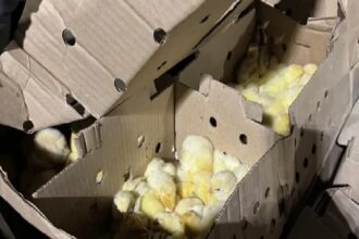 CHACO:  Llevaba 1.900 “Pollitos Camperos” En La Caja De Su Camioneta Sin Habilitación