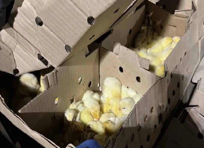 CHACO:  Llevaba 1.900 “Pollitos Camperos” En La Caja De Su Camioneta Sin Habilitación