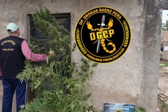 SÁENZ PEÑA: Secuestran Plantas De Marihuana En El Barrio Ginés Benítez