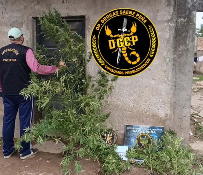SÁENZ PEÑA: Secuestran Plantas De Marihuana En El Barrio Ginés Benítez