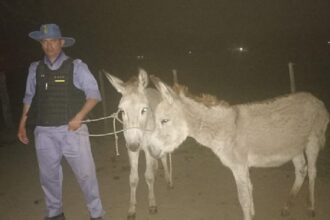VILLA ÁNGELA:   Secuestran Escopeta, Animal Silvestre Y Dos Burros Sueltos