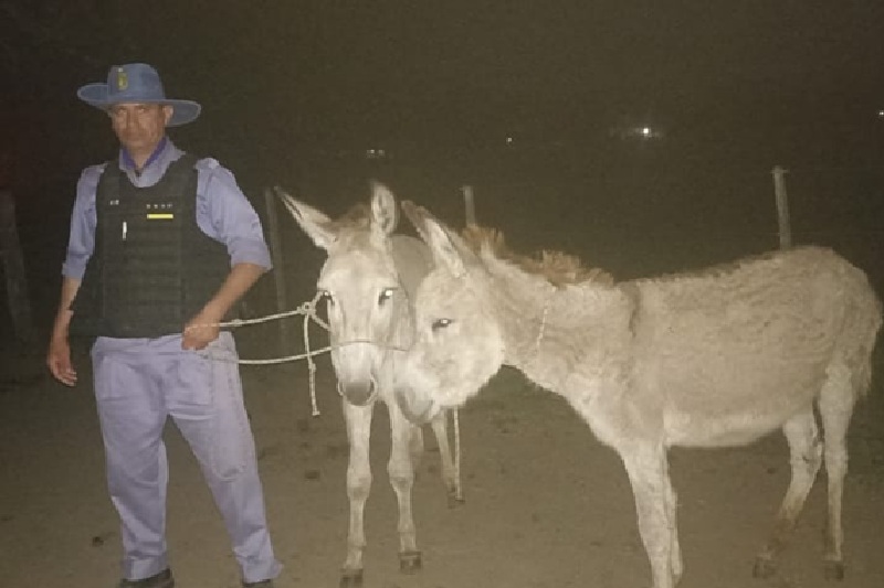 VILLA ÁNGELA:   Secuestran Escopeta, Animal Silvestre Y Dos Burros Sueltos