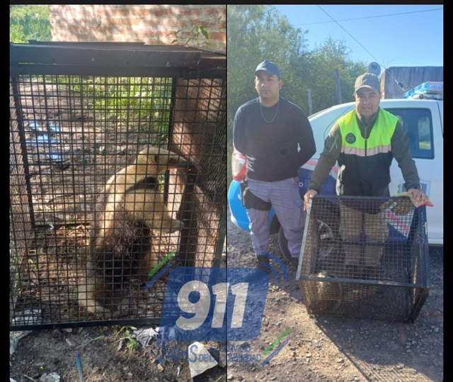 RESISTENCIA: Capturan Un Oso Melero En Una Zona Urbana