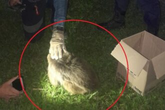 RESISTENCIA: Rescataron A Un Mono Herido En El Barrio Parque Autódromo