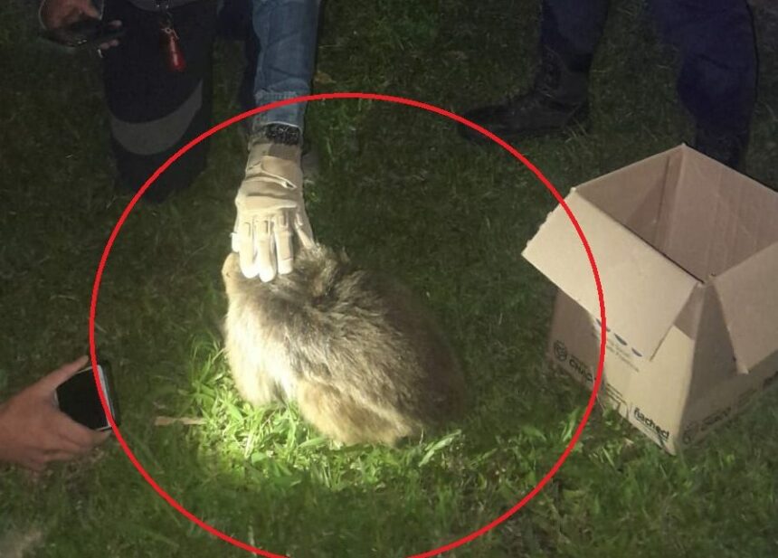 RESISTENCIA: Rescataron A Un Mono Herido En El Barrio Parque Autódromo